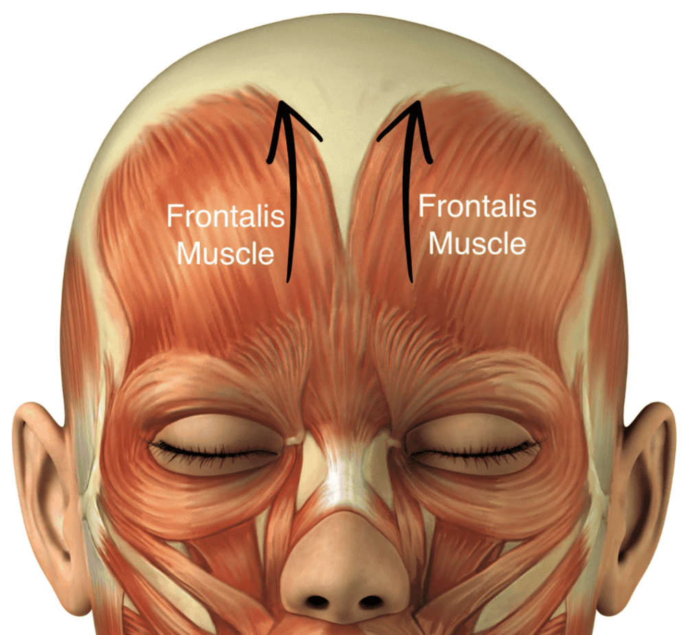 Frontalis