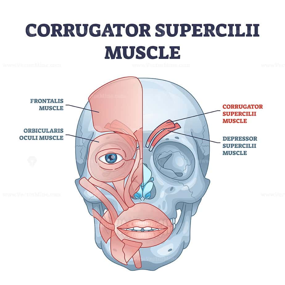 Corrugator supercilii