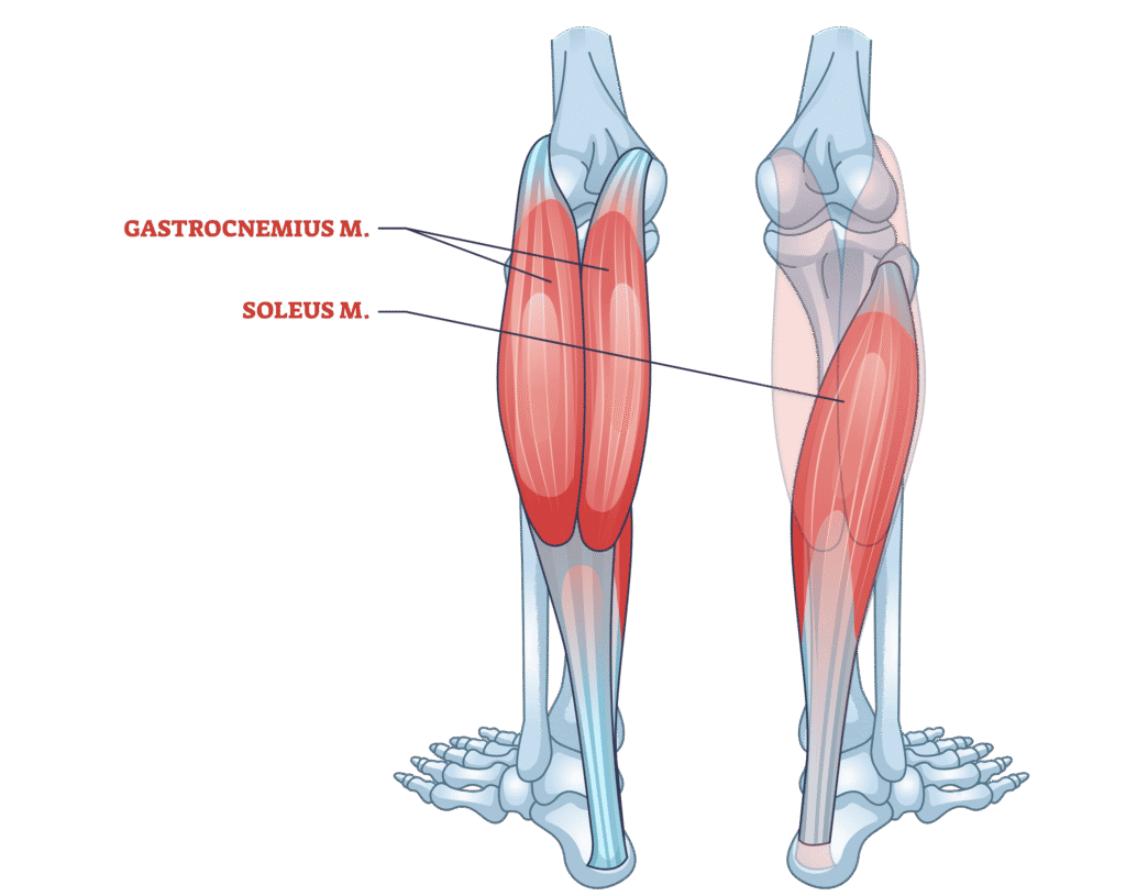 gastrocsoleus complex