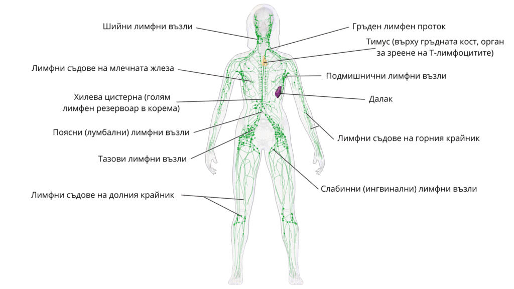 limfna sistema