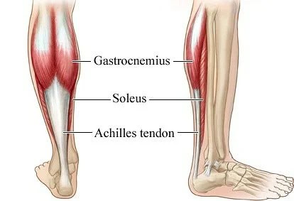 soleus muscle