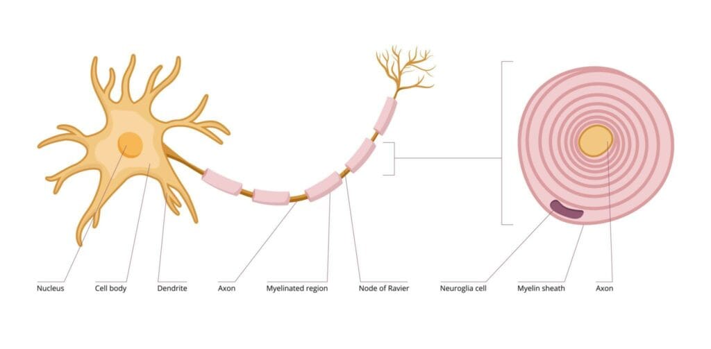 Миелинът: ускорителят на мисълта и защо омега-3 са храна за мозъка 6 kBOOU8ozSnTKFygQq2AHtwrMq3ISBVJGtMe0hIjC35fXWRbSzDHvDSwnkiKYgOxkpPUx ir8Y7x0RQXW T0LukSdN3hBSnd buKPr6JqTEM