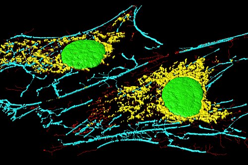 Fibroblastid BPAE