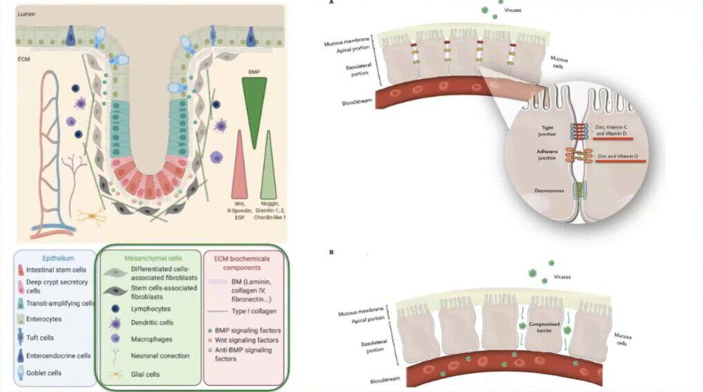 fibroblasti