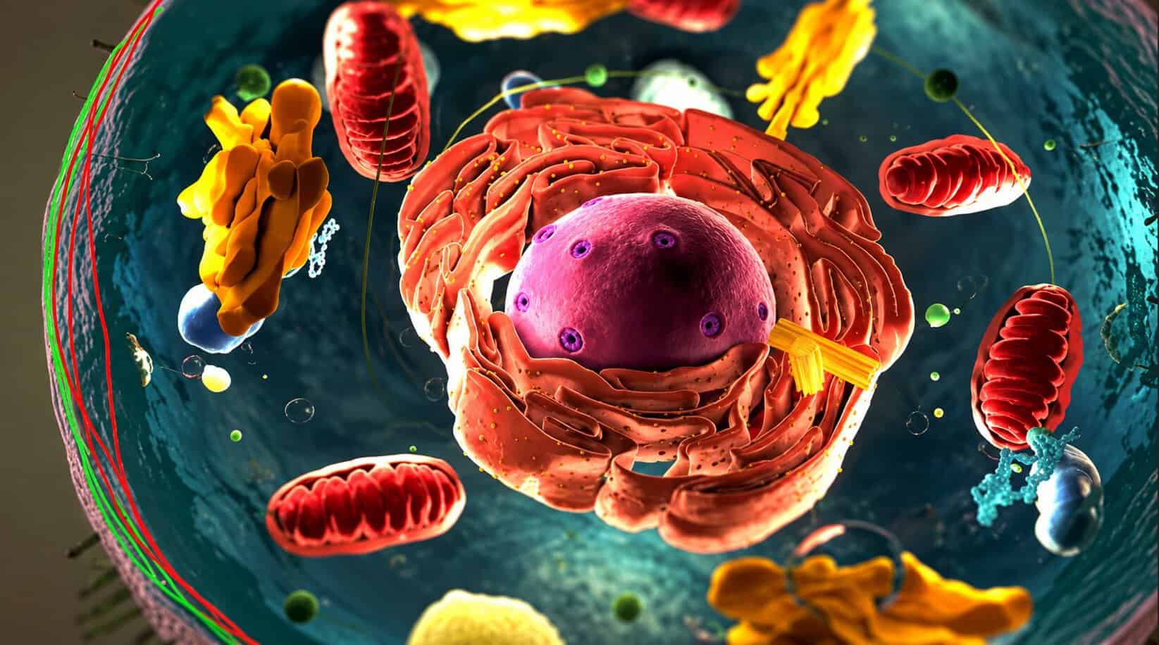 membranna fluidnost
