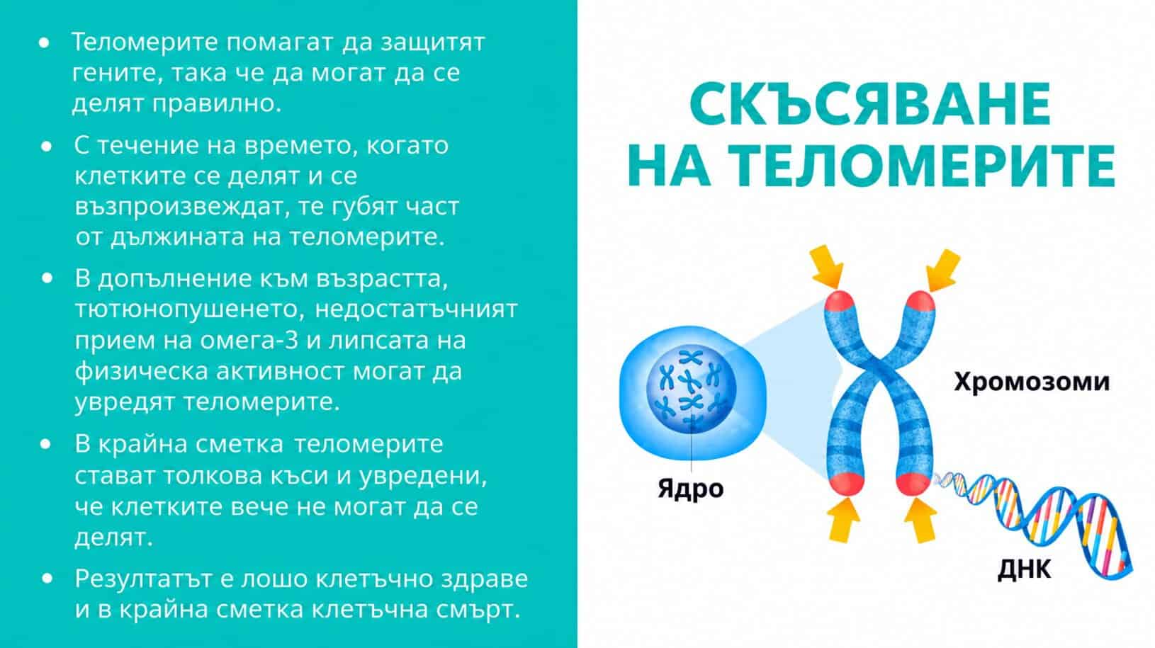 telomeri